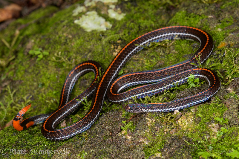 Coral snake