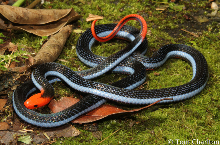 Blue coral snake