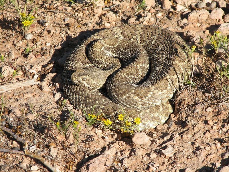 Mojave rattlesnake