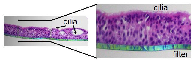 Section of air-liquid interface differentiated human nasal epithelium tissue