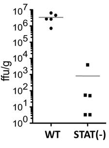 figure showing titration of rabies virus