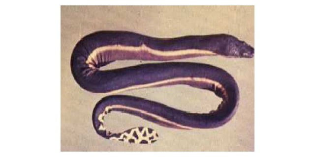 yellow-bellied sea snake
