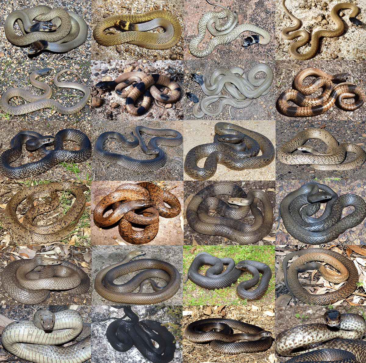 Victorian Snake Identification Chart