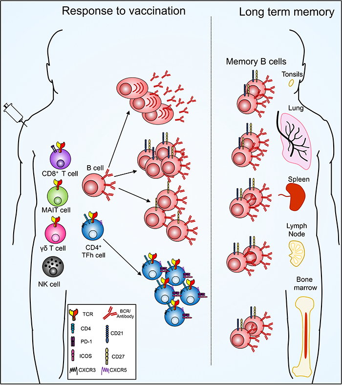 schematic showing long-term immunological memory to influenza viruses resides outside the circulation