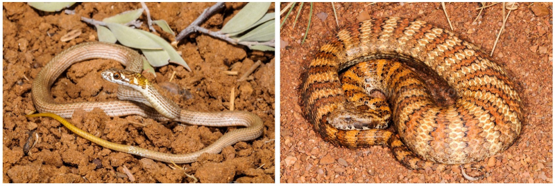 Whip snake and death adder