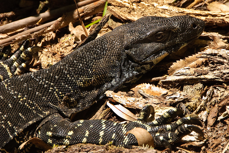 Lace monitor