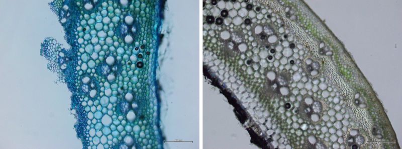 Two images of a cross-section of the stem of a river reed viewed down a microscope. The tissue contains cells of different shapes and sizes. In the left image the cell walls are coloured blue, purple or green by the stain toluidine blue. In the right image, the cell walls are coloured brown, green or yellow.