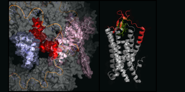 Gooley laboratory: Receptor structural biology