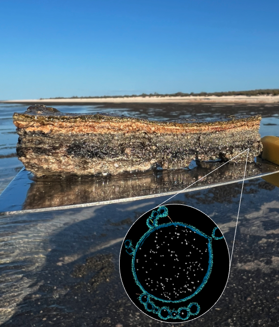 composite image of natural rocky structure on shoreline with inset microscope image