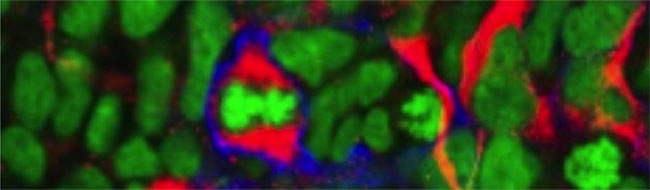 photo showing confocal microscopy