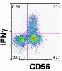 CD56+ CD3- Natural Killer lymphocytes expressing IFNϒ in response to HIV+ serum and ADCC peptide epitope within Vpu. No IFNg is expressed to no peptide, an irrelevant peptide, or the absence of IgG.