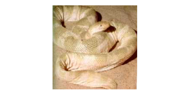 Lapemis curtis sea snake