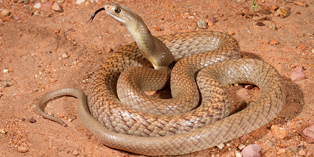 Pseudonaja mengdeni, Gwardar or Western Brown snake