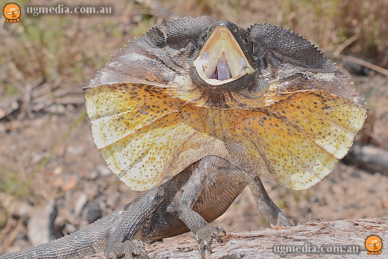 Frilled lizard