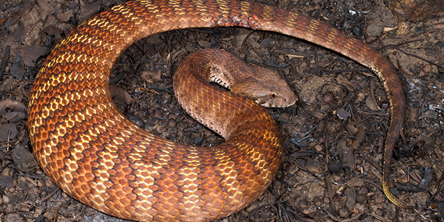 photo of Acanthophis rugosus, the Papuan Rough-scaled Death Adder