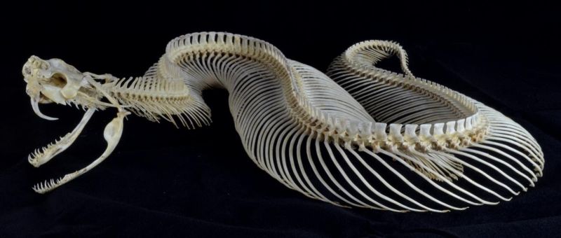 Snake skeleton