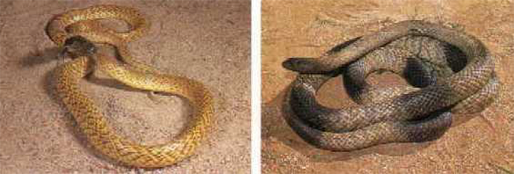 two photos showing varying appearance of Gwarders from Western Australia and South Australia (R)
