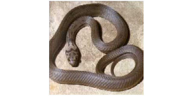 pale-headed snake
