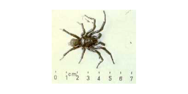 male Sydney funnel web spider