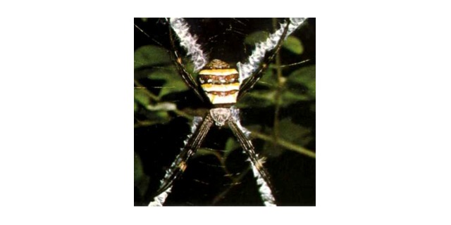 Argriope spider