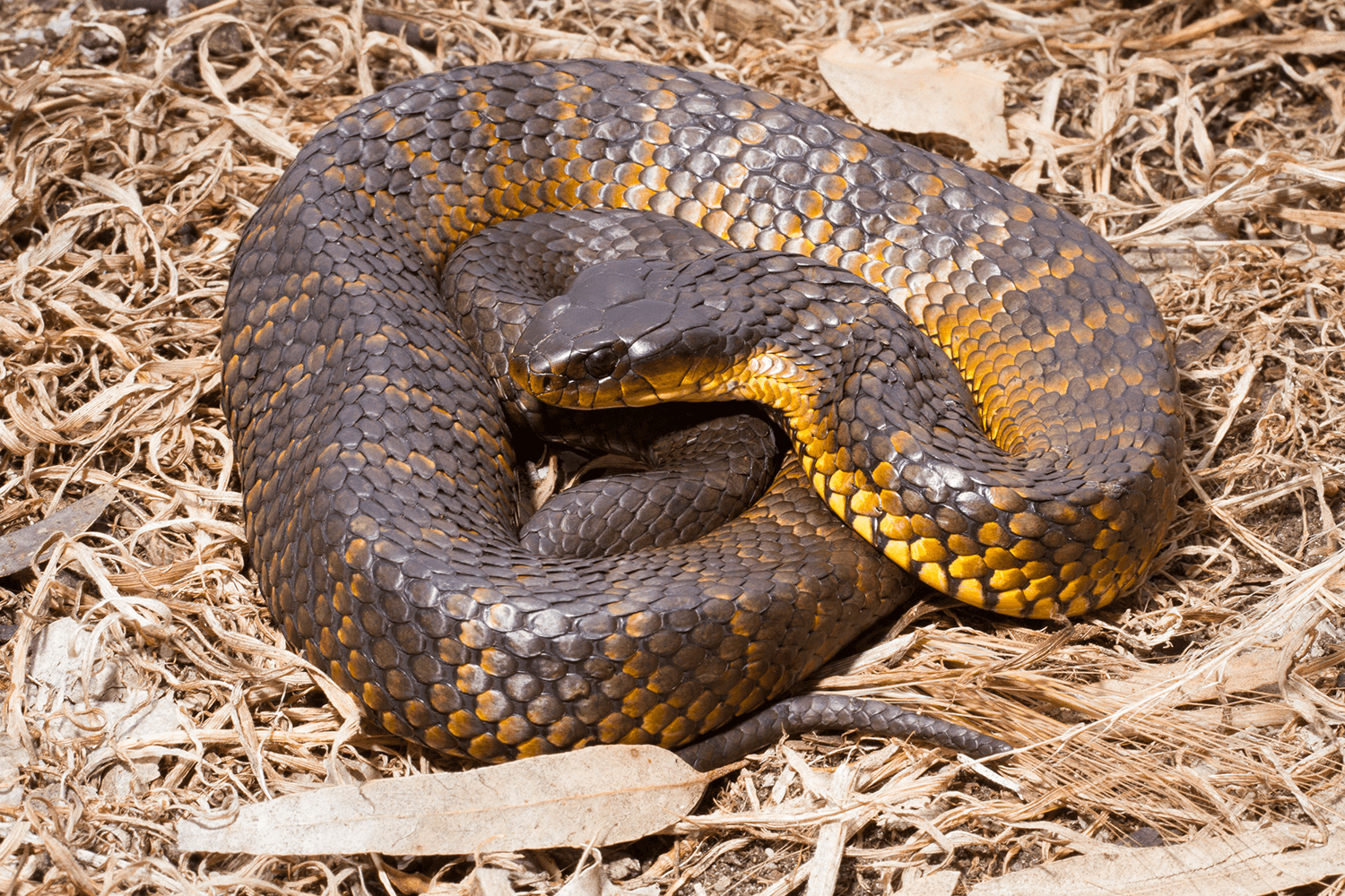 tiger snake