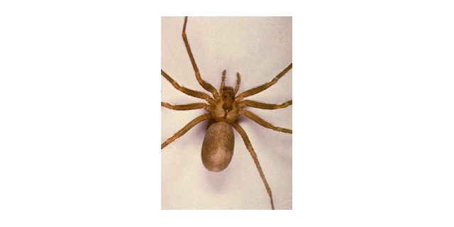 fiddle back spider with the characteristic violin-shaped markings on the cephalothorax