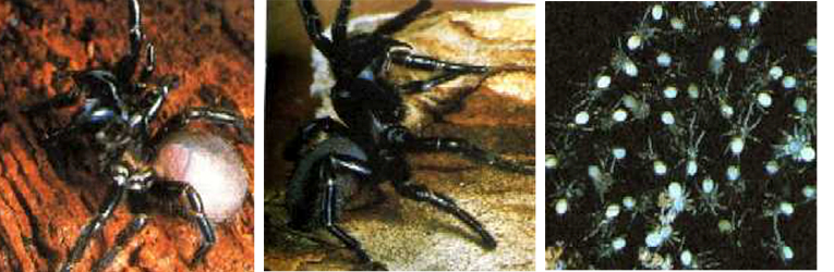 3 photos showing male, female and spiderlings of the Northern or tree-dwelling funnel-web spider