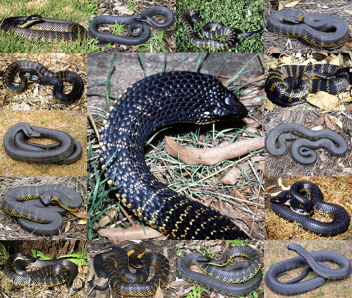 Victorian Snake Identification Chart