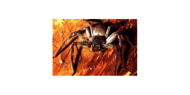 female huntsman spider