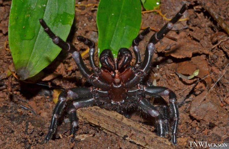 A funnel web spider from southeast Queensland