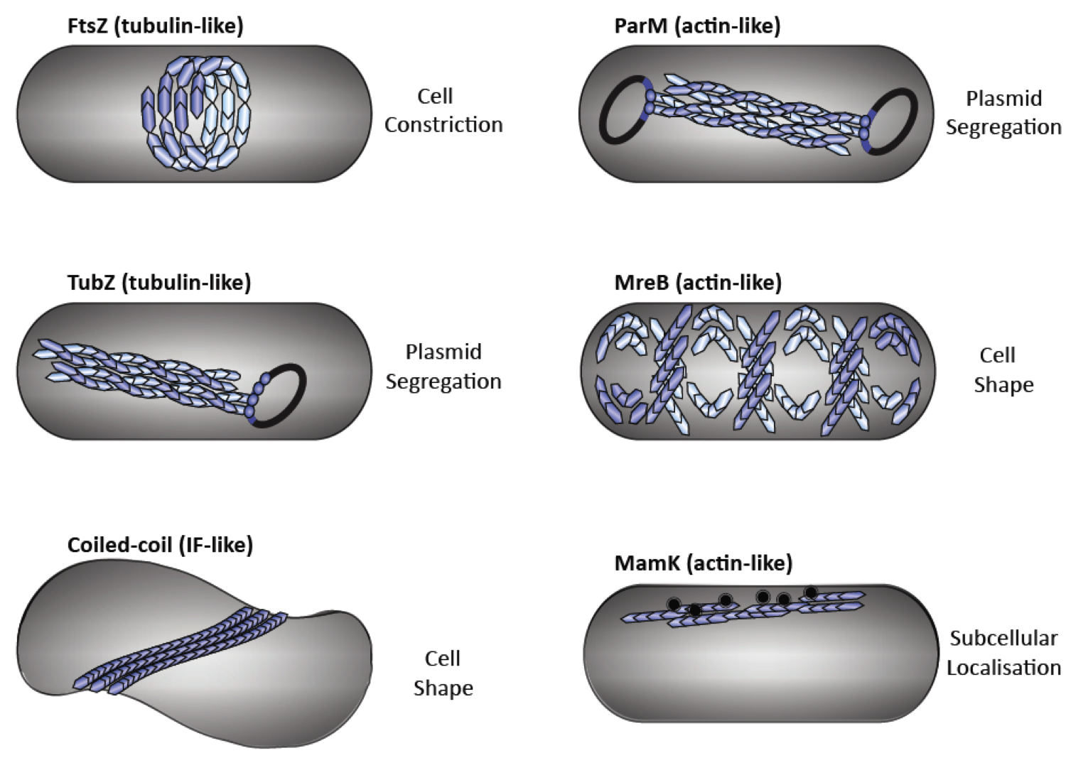 Diverse functions of cytoskeletal elements in bacteria