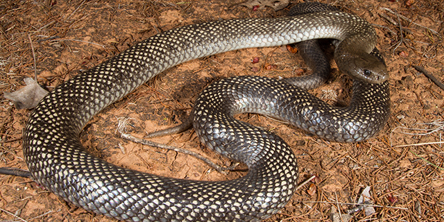 photo of Pseudechis guttulatus,the spotted or Blue-bellied Black snake 